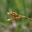 Image of Carex ornithopoda subsp. ornithopoda