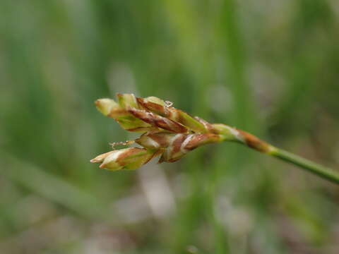 Image of Carex ornithopoda subsp. ornithopoda