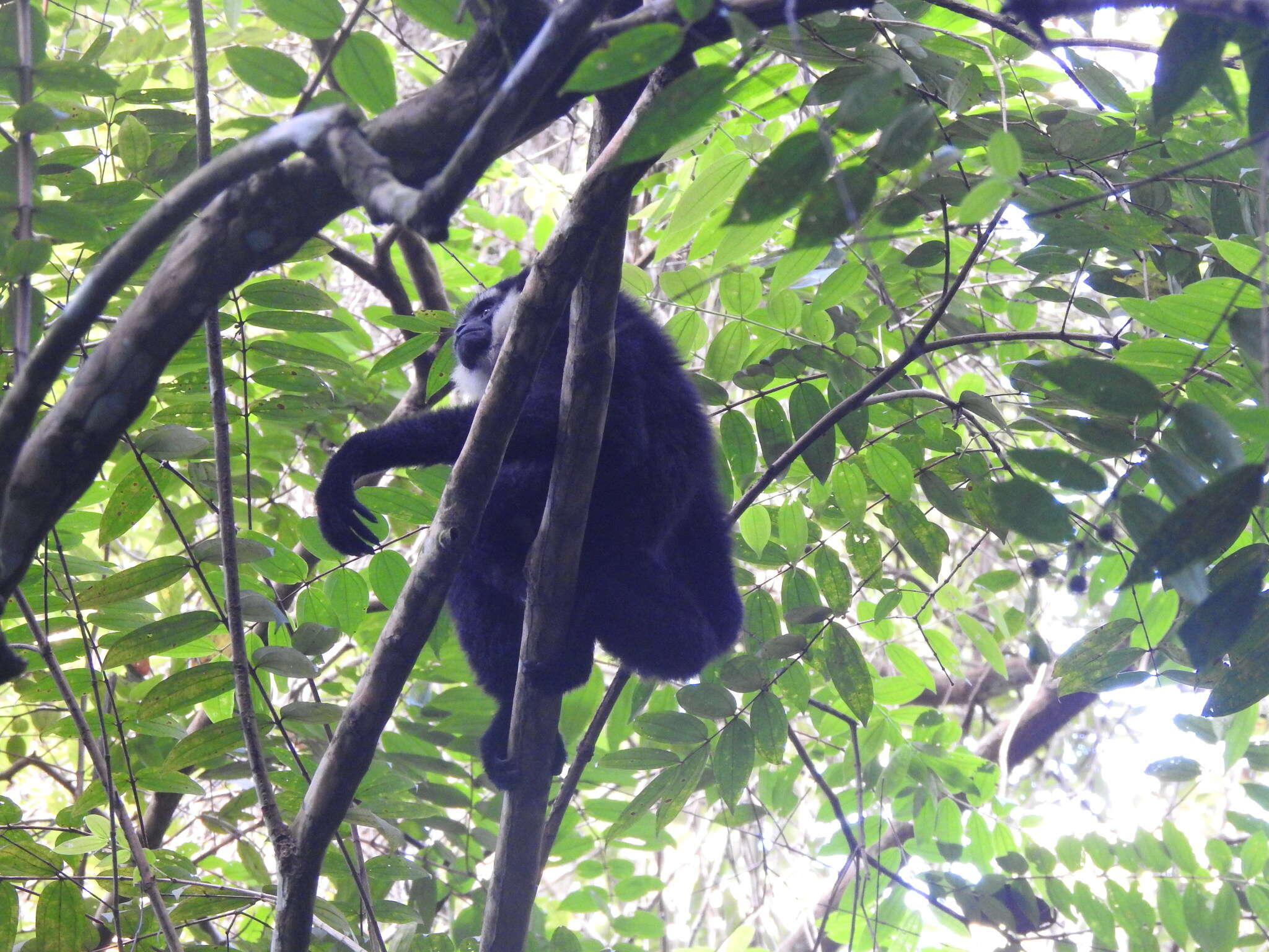 Image of Agile Gibbon