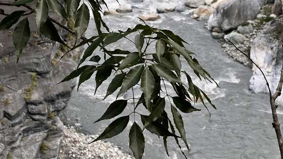 Image of Fraxinus insularis Hemsl.