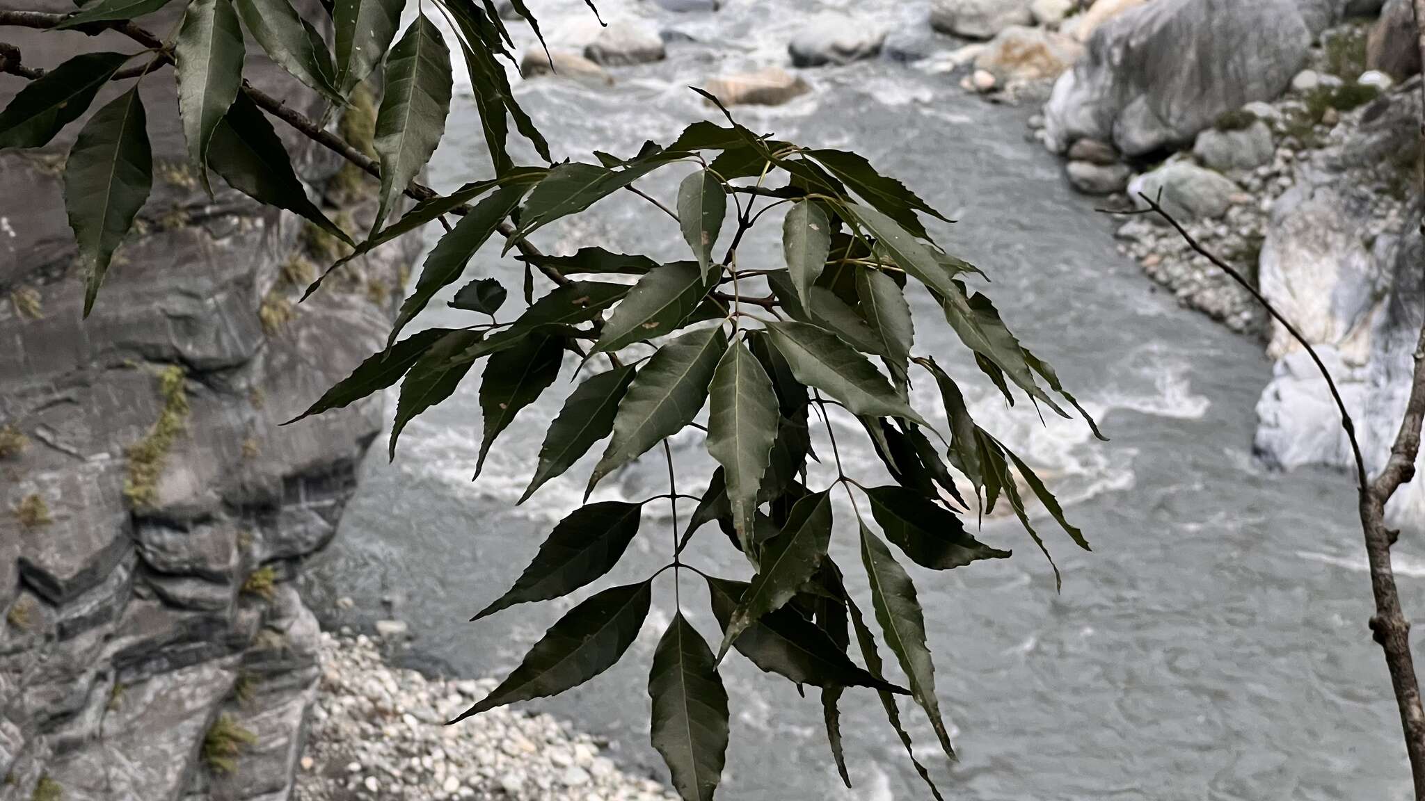 Image of Chinese flowering ash