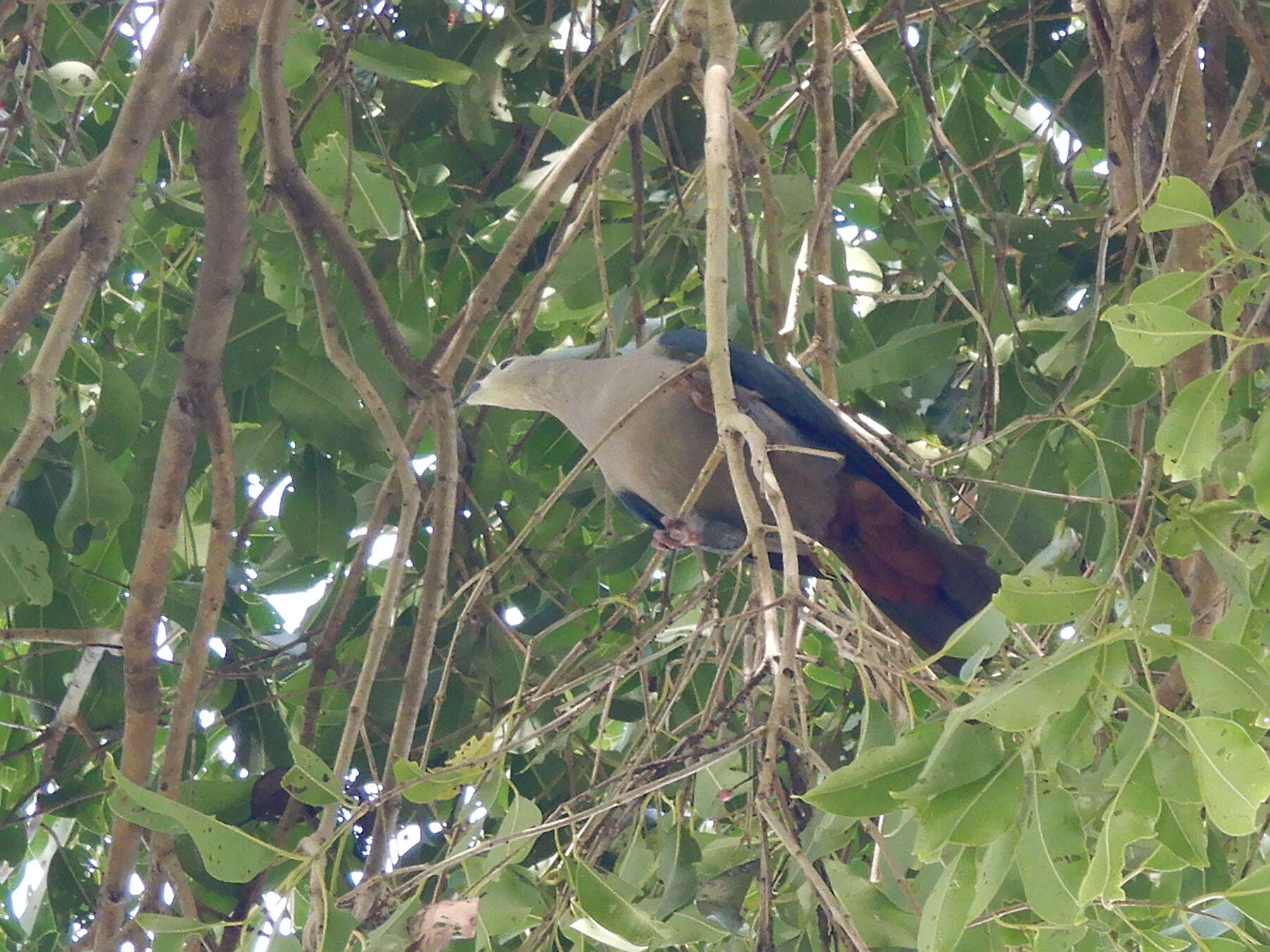 Image of Pacific Imperial Pigeon