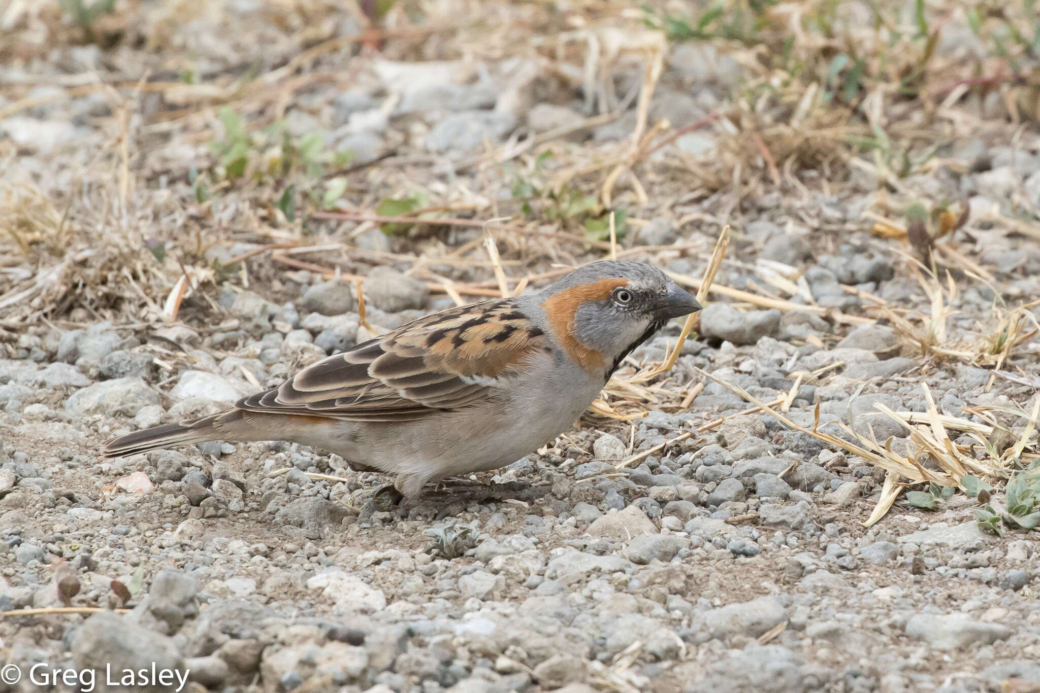 Image of Kenya Rufous-Sparrow