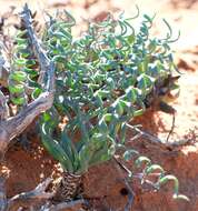 Gethyllis britteniana subsp. britteniana resmi