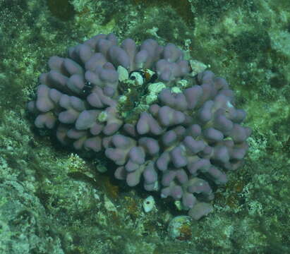 Image of Stony corals