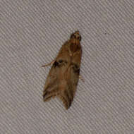 Image of Poplar Bud Borer Moth