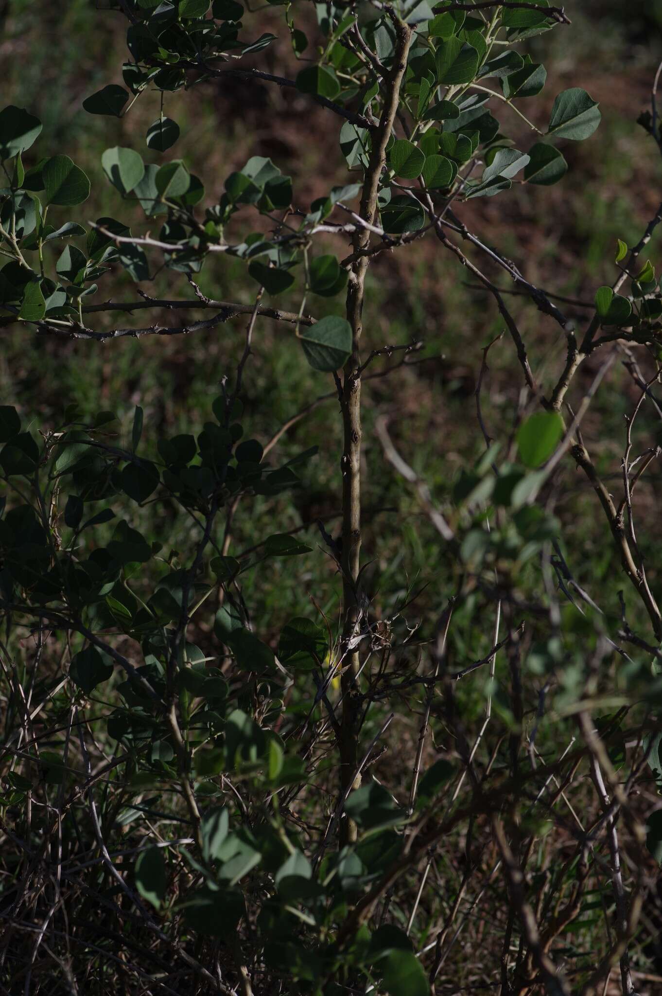 Image de Erythrina acanthocarpa E. Mey.