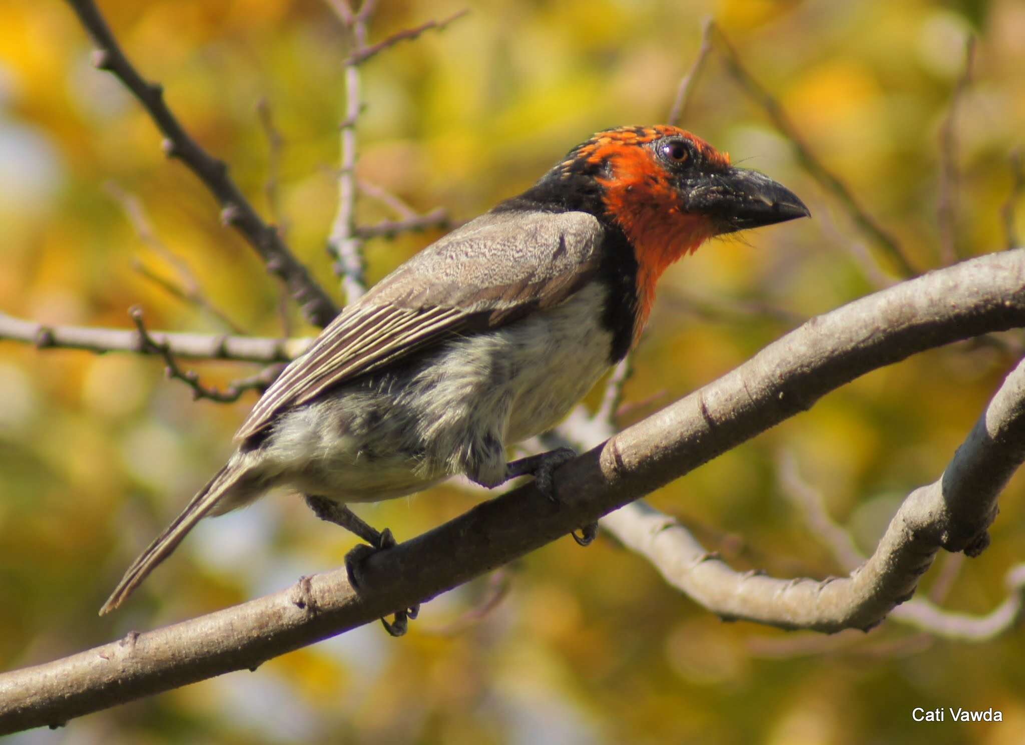 Image of Black-collared Barbet