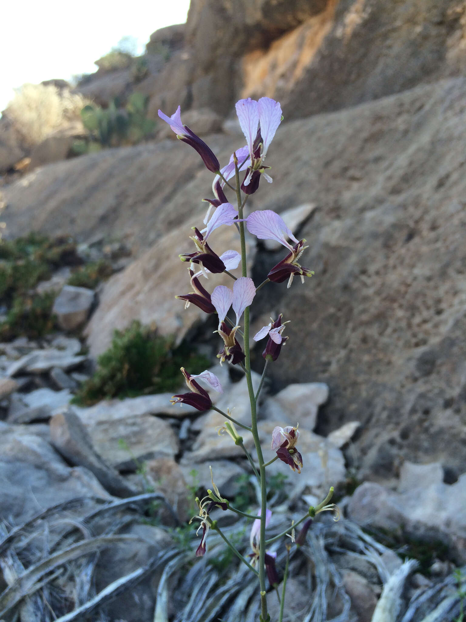 Image of Cutler's jewelflower