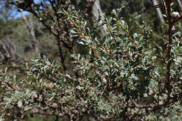 Sivun Leptospermum myrtifolium Sieber ex DC. kuva