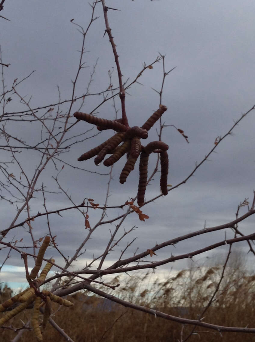 Image of screwbean mesquite