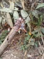 Image of Micrathena macfarlanei Chickering 1961