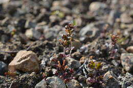 Imagem de Euphrasia wettsteinii G. L. Gusarova