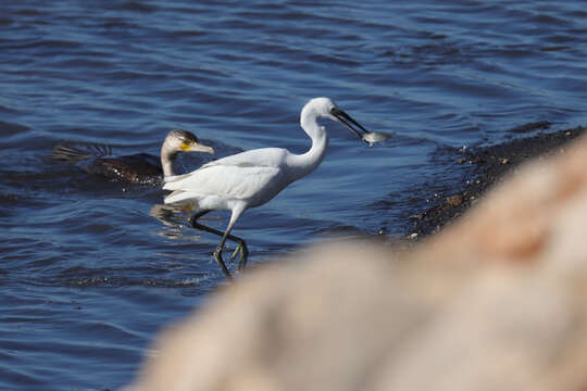 Image of Great Cormorant (Moroccan)