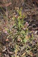 Image of Thomasia petalocalyx F. Müll.