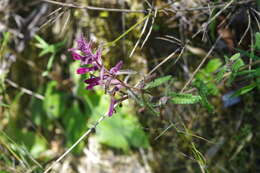 صورة Neobartsia chilensis (Benth.) Uribe-Convers & Tank