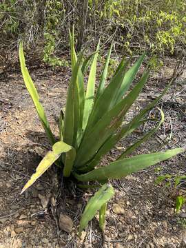 Image of Eggers' century plant