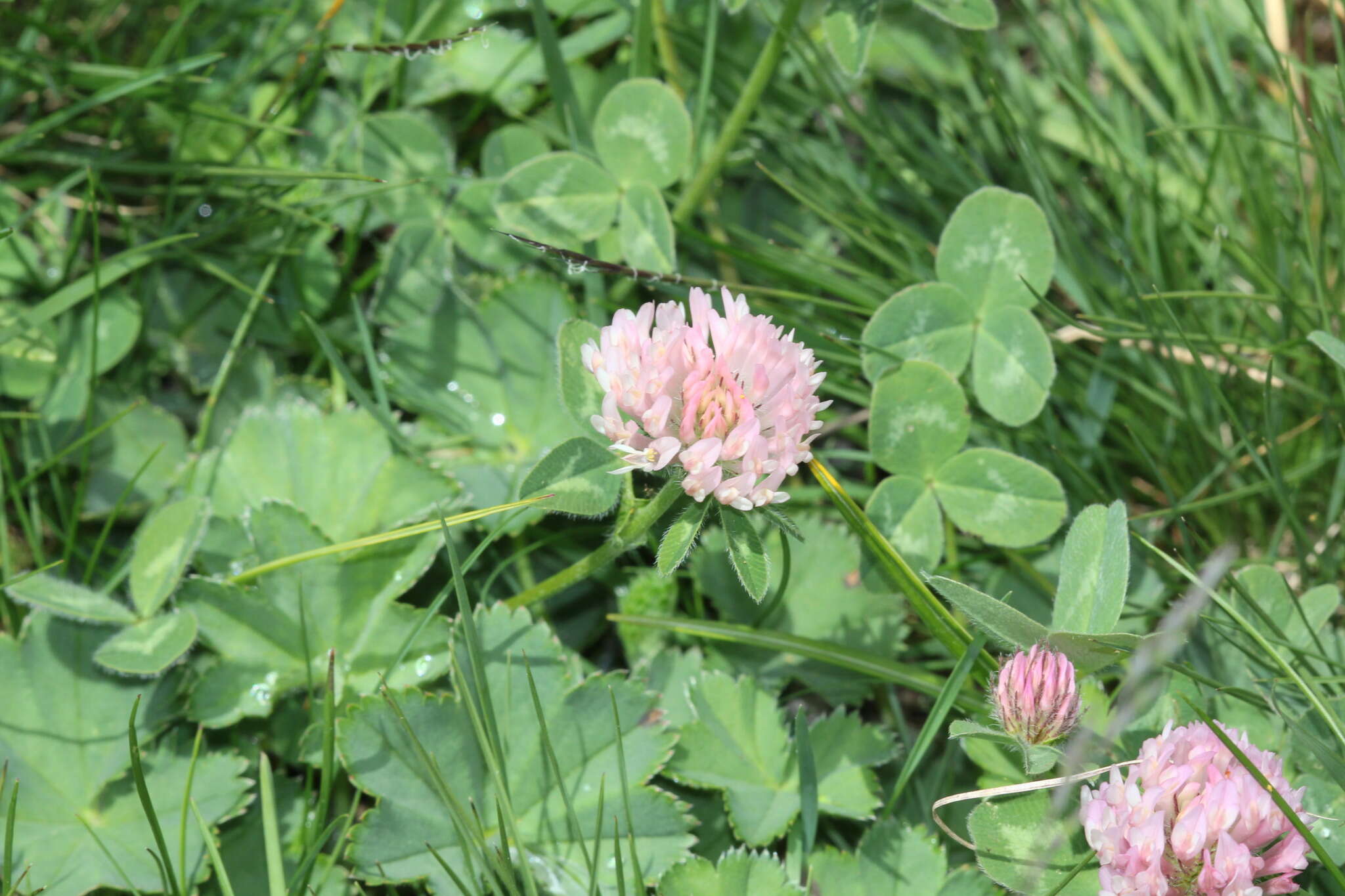 Image of Western Clover