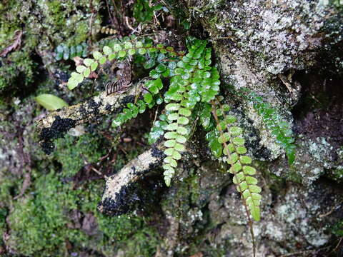 Plancia ëd Austroblechnum membranaceum (Colenso ex Hook.) Gasper & V. A. O. Dittrich