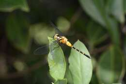 Image de Epithemis mariae (Laidlaw 1915)