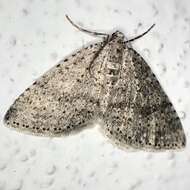 Image of mottled grey