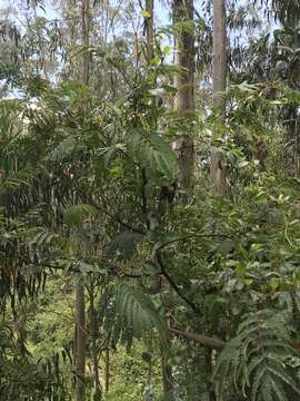 Imagem de Vachellia macracantha (Humb. & Bonpl. ex Willd.) Seigler & Ebinger