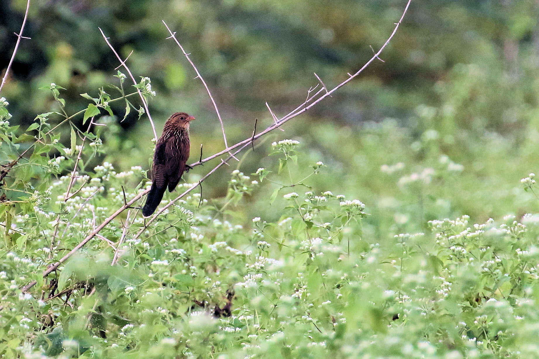 Image of Lesser Coucal