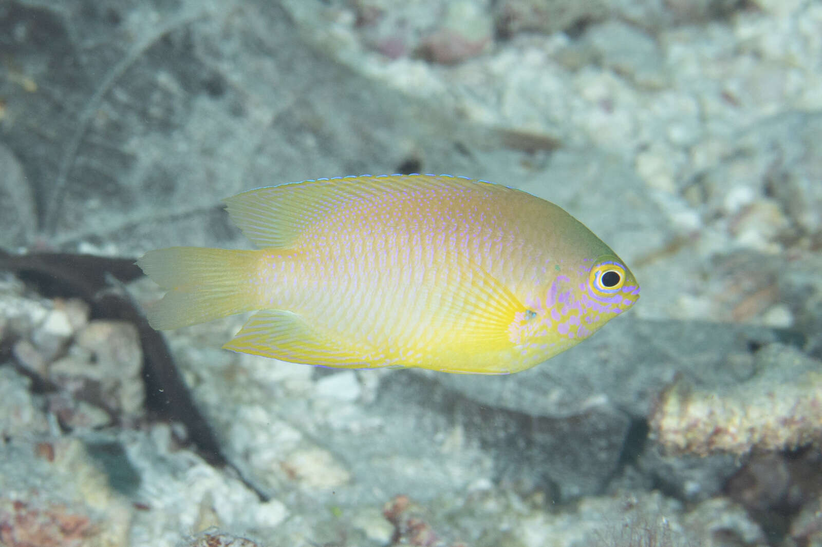 Image of Ambon damsel