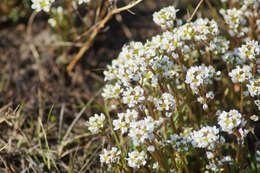 Image of Danish scurvygrass