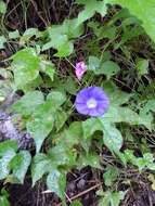 Image of whiteedge morning-glory