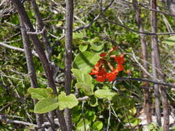 Image de Cordia sebestena var. caymanensis (Urb.) G. R. Proctor