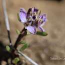 Image of Polygala salasiana C. Gay