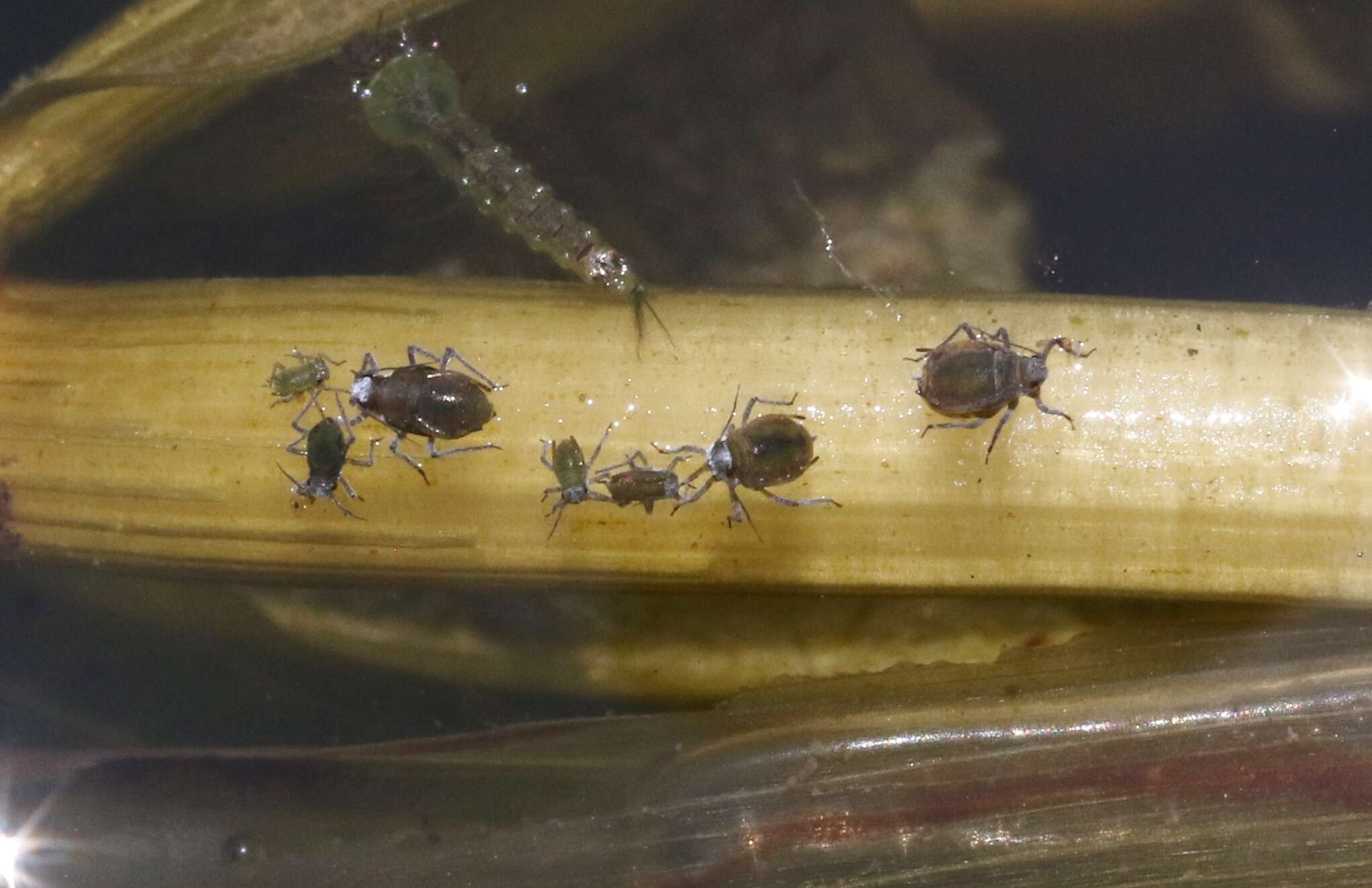 Image of Water lily aphid