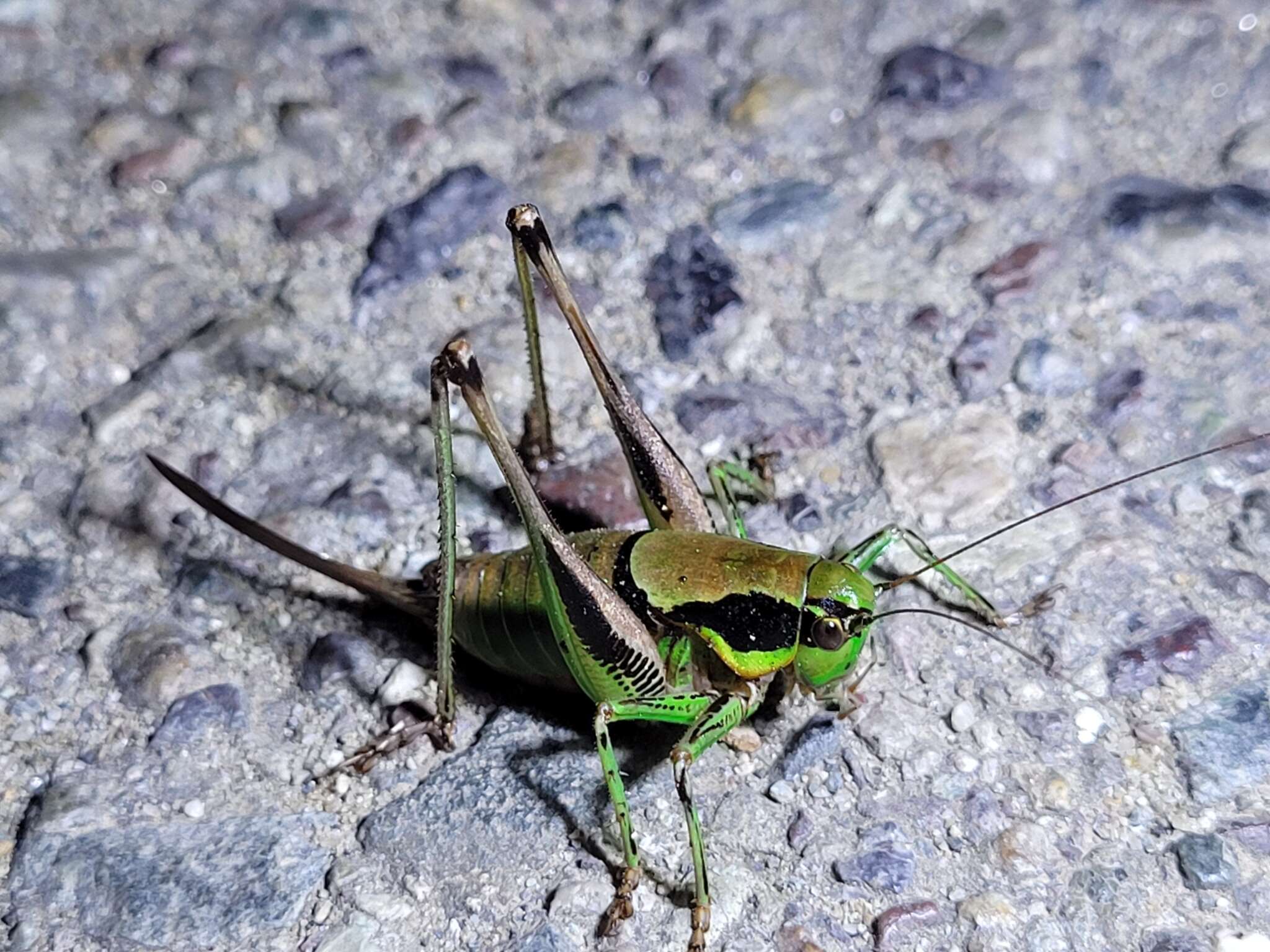 Image of Eupholidoptera tyrrhenica Allegrucci, Massa, Trasatti & Sbordoni 2014