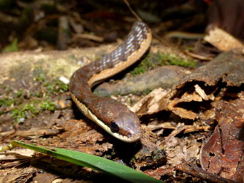 صورة Liopholidophis dolicocercus (Peracca 1892)