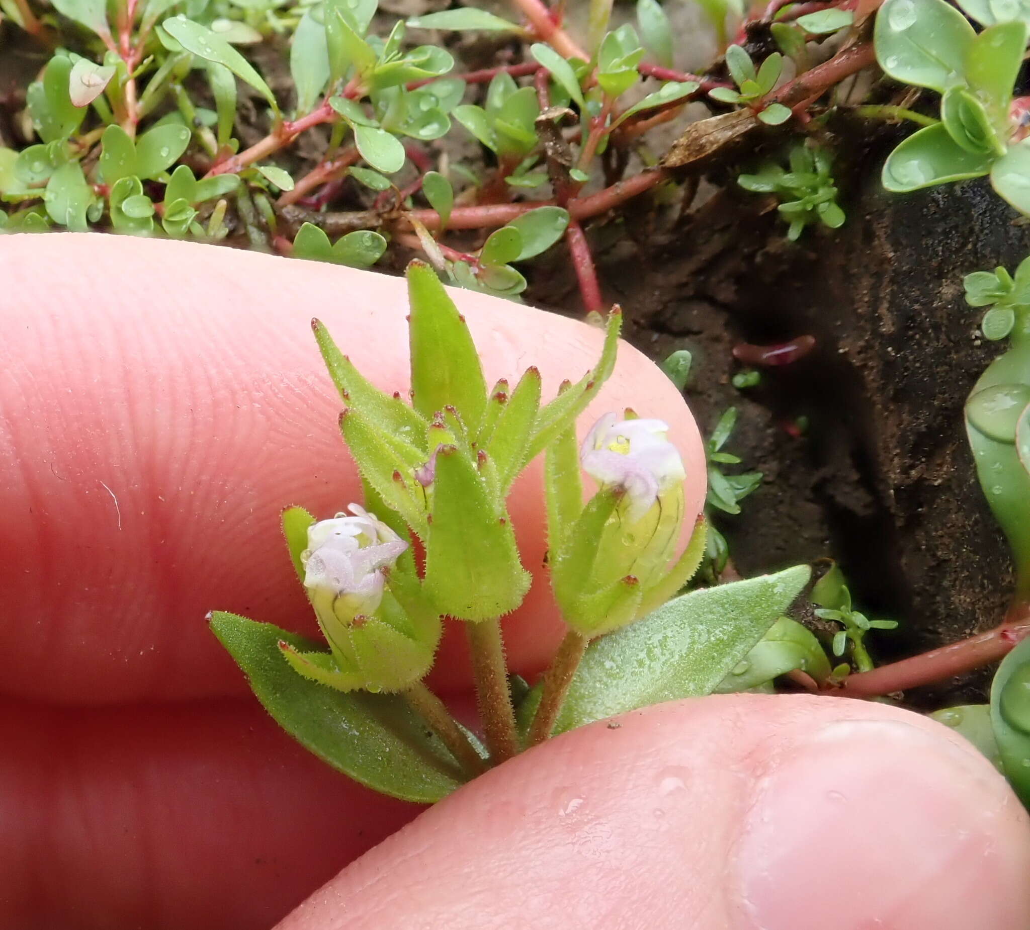 Image de Gratiola ebracteata Benth. ex A. DC.