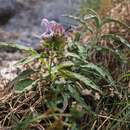 Sivun Salvia pomifera subsp. pomifera kuva