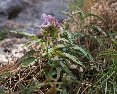 Image of Salvia pomifera L.