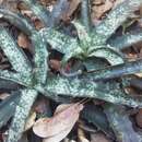 Image of Aloe prostrata (H. Perrier) L. E. Newton & G. D. Rowley