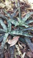 Image of Aloe prostrata (H. Perrier) L. E. Newton & G. D. Rowley