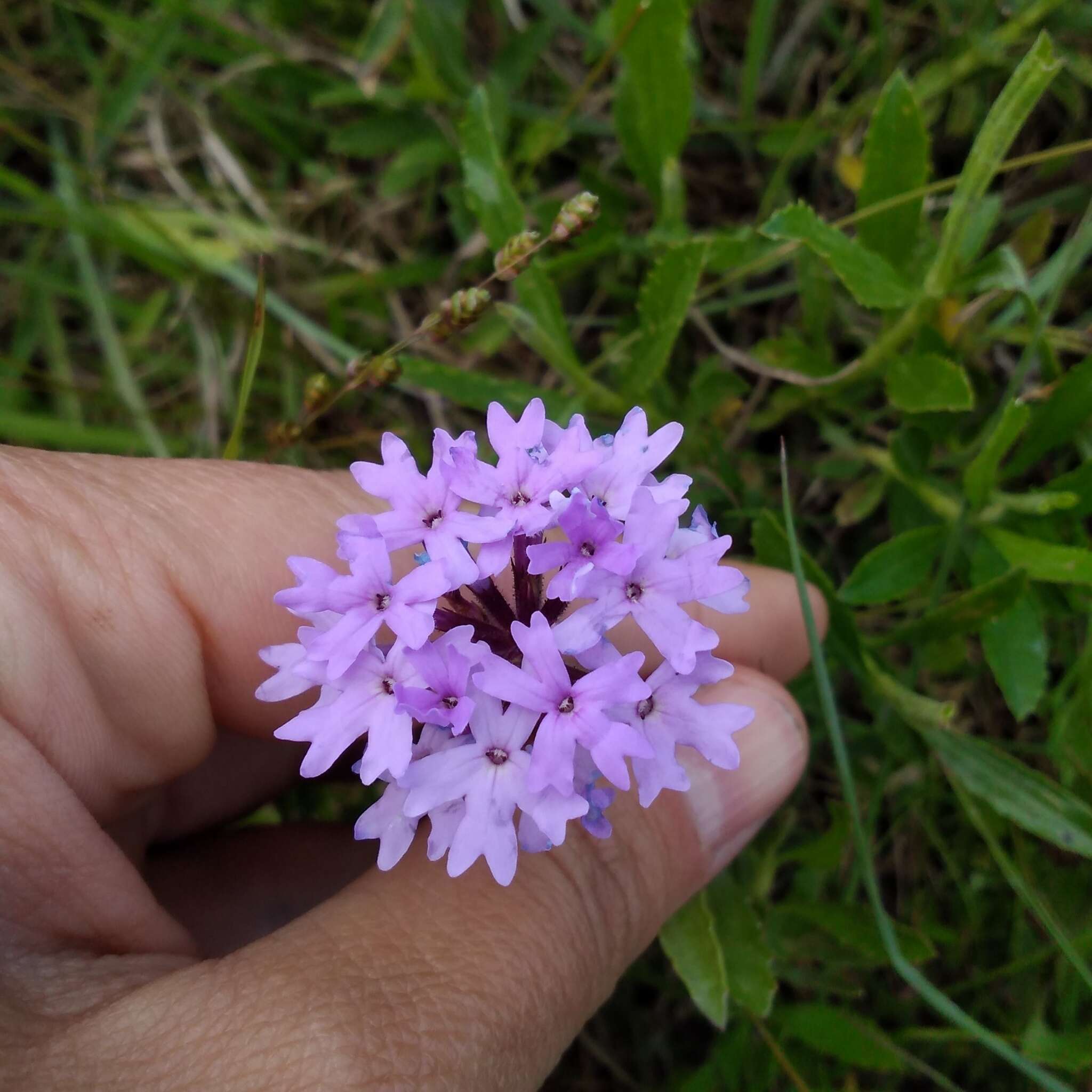 Image de Glandularia selloi (Spreng.) Tronc.