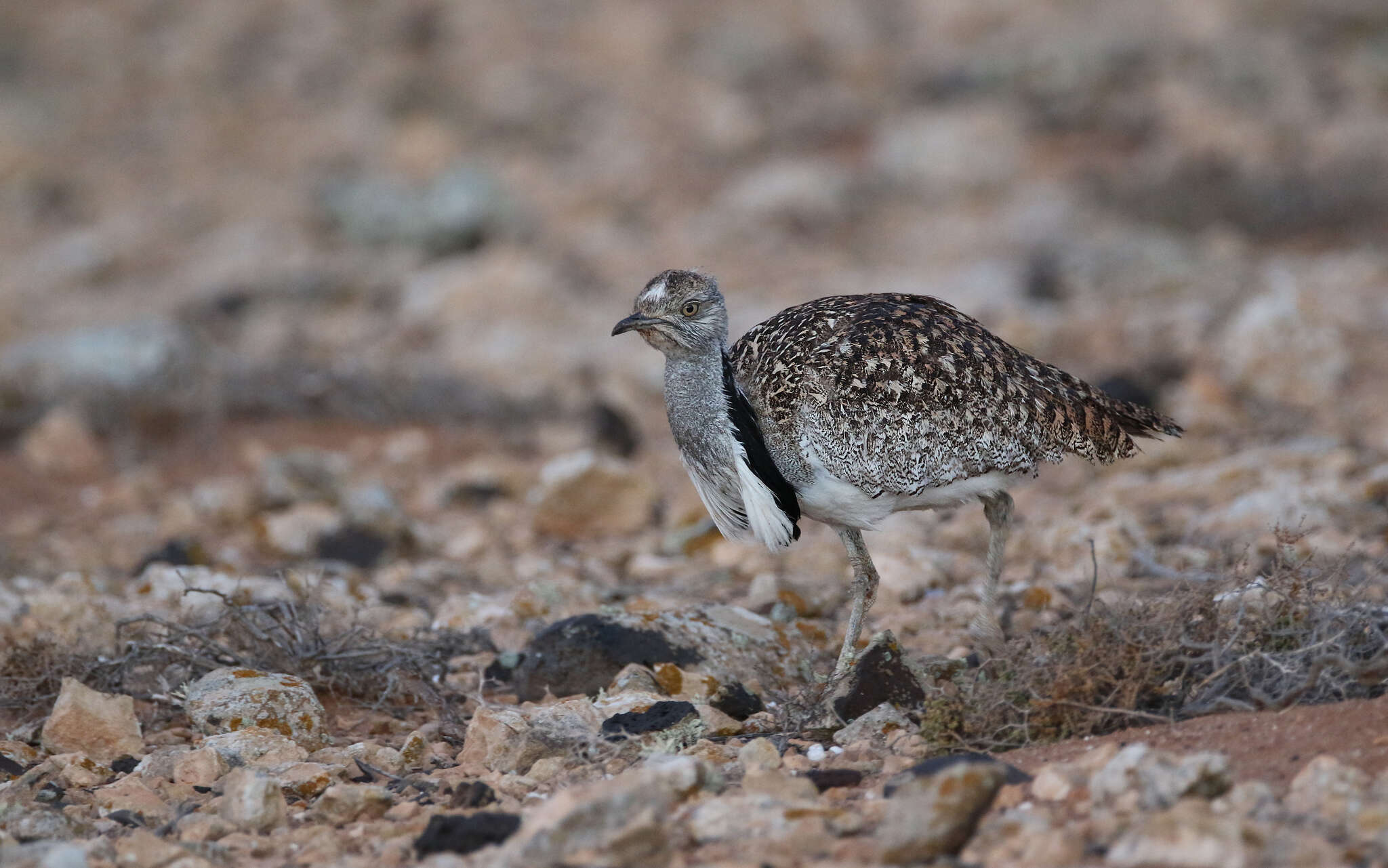 Image of Chlamydotis undulata fuertaventurae (Rothschild & Hartert 1894)