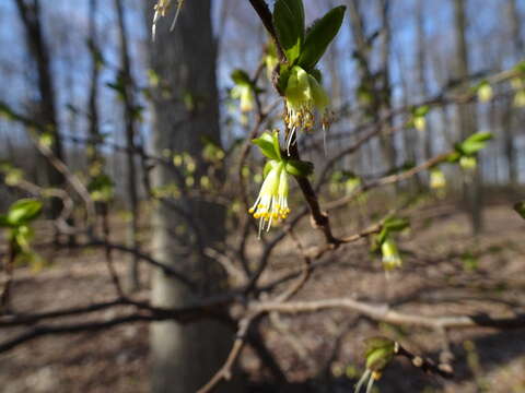 Image of eastern leatherwood