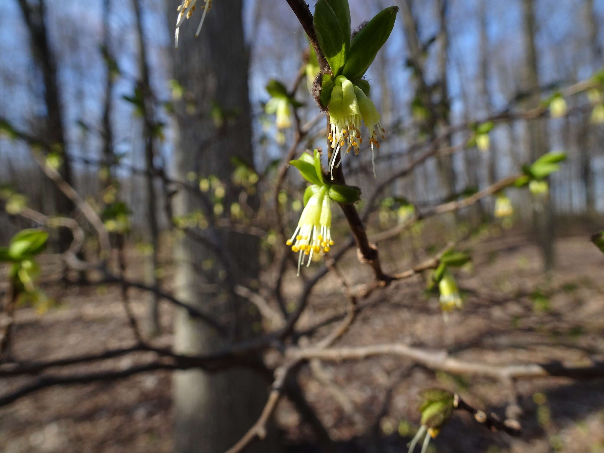 Sivun Dirca palustris L. kuva