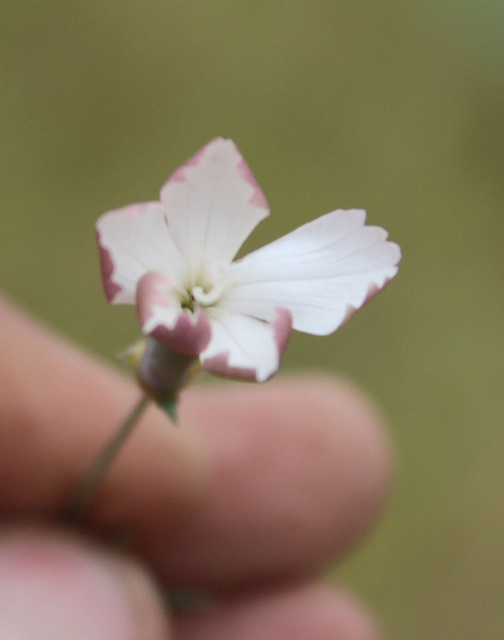 Image of Dianthus schemachensis Schischkin