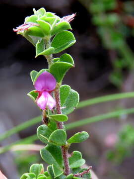 Image of Indigofera candolleana Meissner