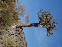 Plancia ëd Boswellia dioscoridis Thulin