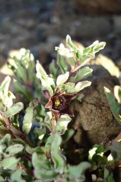 Image de Ceropegia alpina (R. A. Dyer) Bruyns