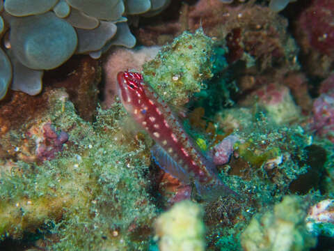 Image of Prasites pygmy goby