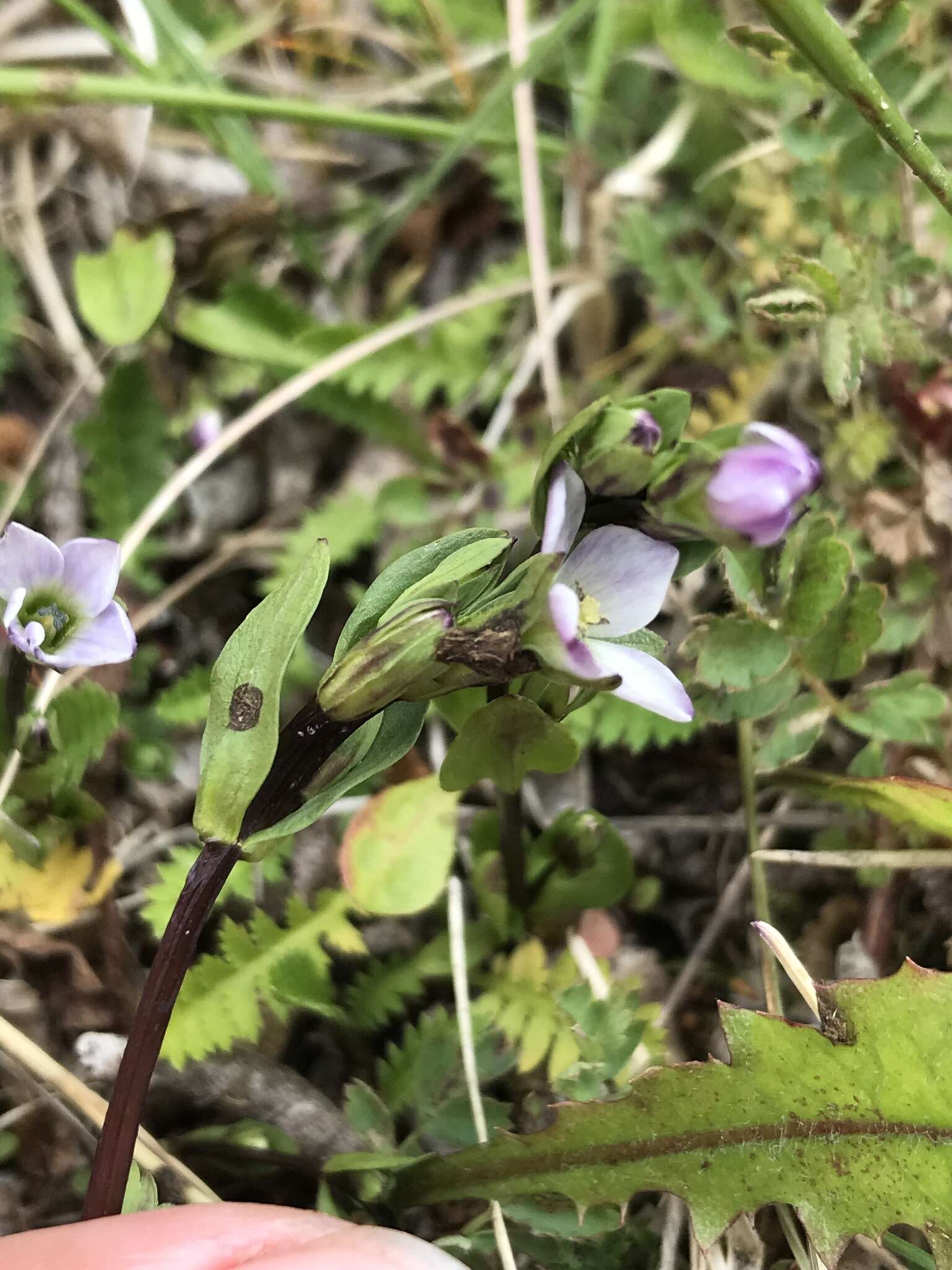 Image of Gentianella magellanica (Gaudich.) Fabris